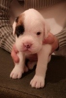 CHIOT