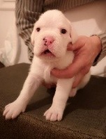 CHIOT