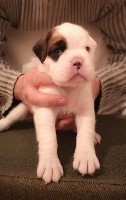 CHIOT