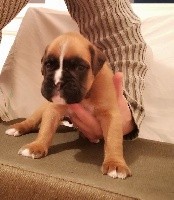 CHIOT