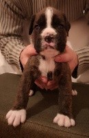 CHIOT