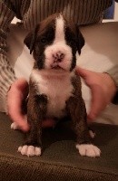 CHIOT