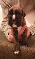 CHIOT